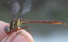 Phanogomphus cavillaris