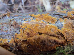 Fuscoporia ferruginosa