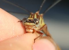 Phanogomphus cavillaris