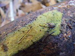 Mycoacia aurea