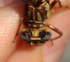 Phanogomphus cavillaris