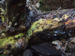 Mycoacia aurea