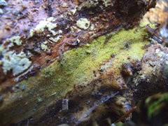 Mycoacia aurea