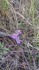 Physostegia purpurea