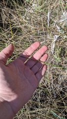 Physostegia purpurea