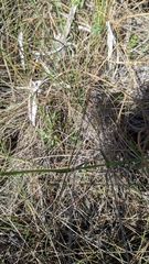 Physostegia purpurea