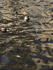 Anas platyrhynchos domesticus