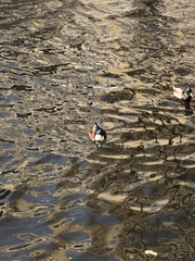 Anas platyrhynchos domesticus