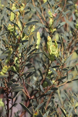 Acacia anceps