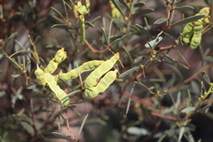Acacia anceps