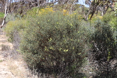 Acacia anceps