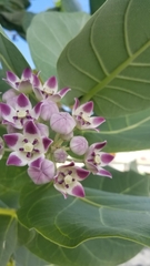 Calotropis procera