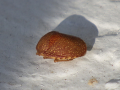 Diolcus irroratus