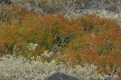 Sesuvium edmonstonei