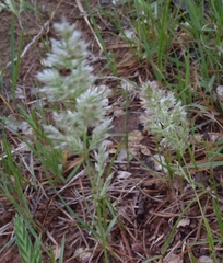 Poa arachnifera