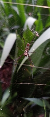Trichonephila clavipes