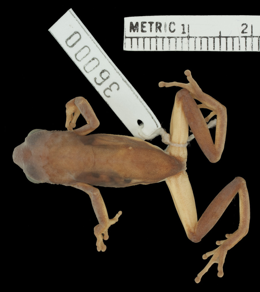 Raymond's Reed Frog