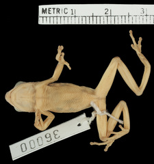 Raymond's Reed Frog photo 2