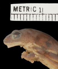 Raymond's Reed Frog photo 3