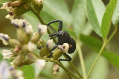 Rhyephenes gayi