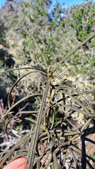 Eriodictyon altissimum