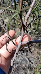 Eriodictyon altissimum