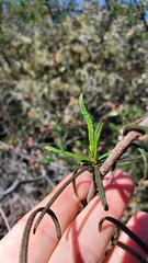 Eriodictyon altissimum