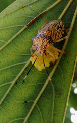 Antiteuchus macraspis