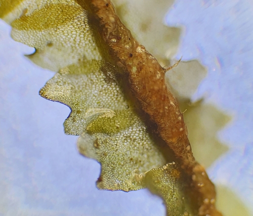 Image of Mesoptychia rutheana by no rights reserved