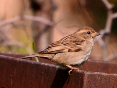 Passer domesticus