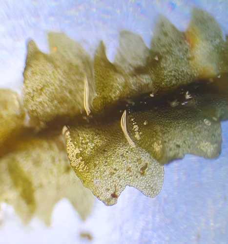 Image of Mesoptychia rutheana by no rights reserved