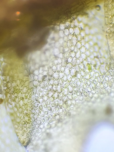 Image of Mesoptychia rutheana by no rights reserved