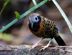 Phaenostictus mcleannani