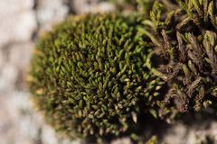 Orthotrichum stramineum