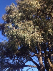 Eucalyptus nicholii