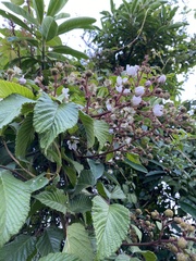 Rubus