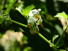Solanum atriplicifolium