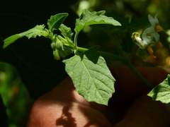 Solanum atriplicifolium