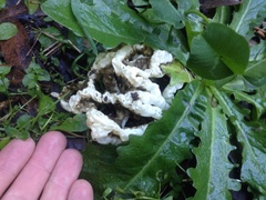 Ileodictyon cibarium