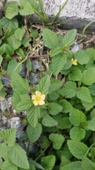 Malvastrum coromandelianum