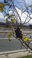 Coccoloba diversifolia