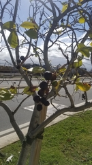 Coccoloba diversifolia