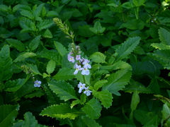 Pitraea cuneato-ovata