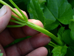 Pitraea cuneato-ovata