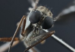 Omphalophora