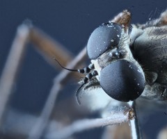 Omphalophora