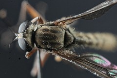 Omphalophora