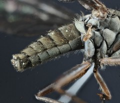 Omphalophora