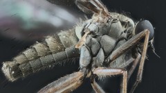 Omphalophora