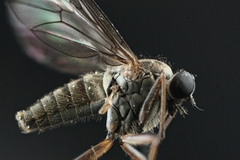 Omphalophora
